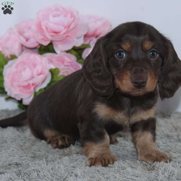 Rayna, Dachshund Puppy